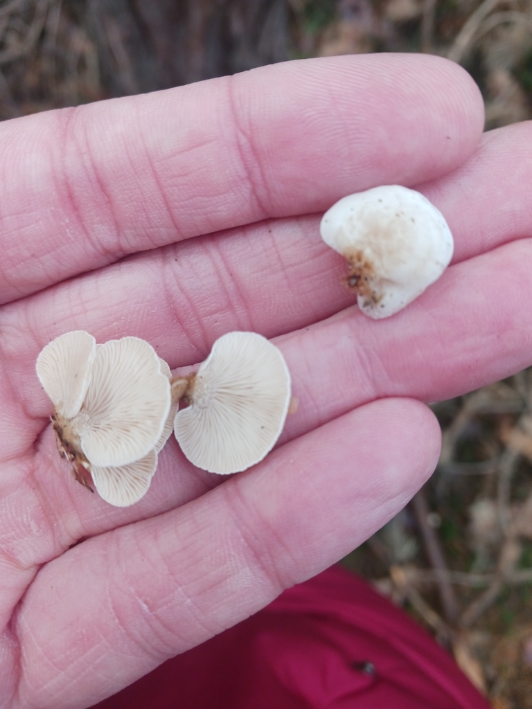 Panellus mitis · November 2025 · photo: © mangoblatt (iNaturalist, cc0)