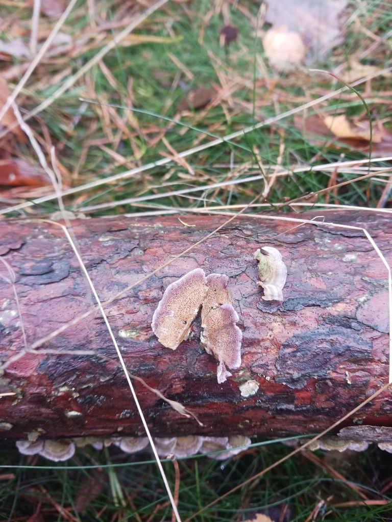 Trichaptum abietinum · November 2025 · photo: © mangoblatt (iNaturalist, cc0)