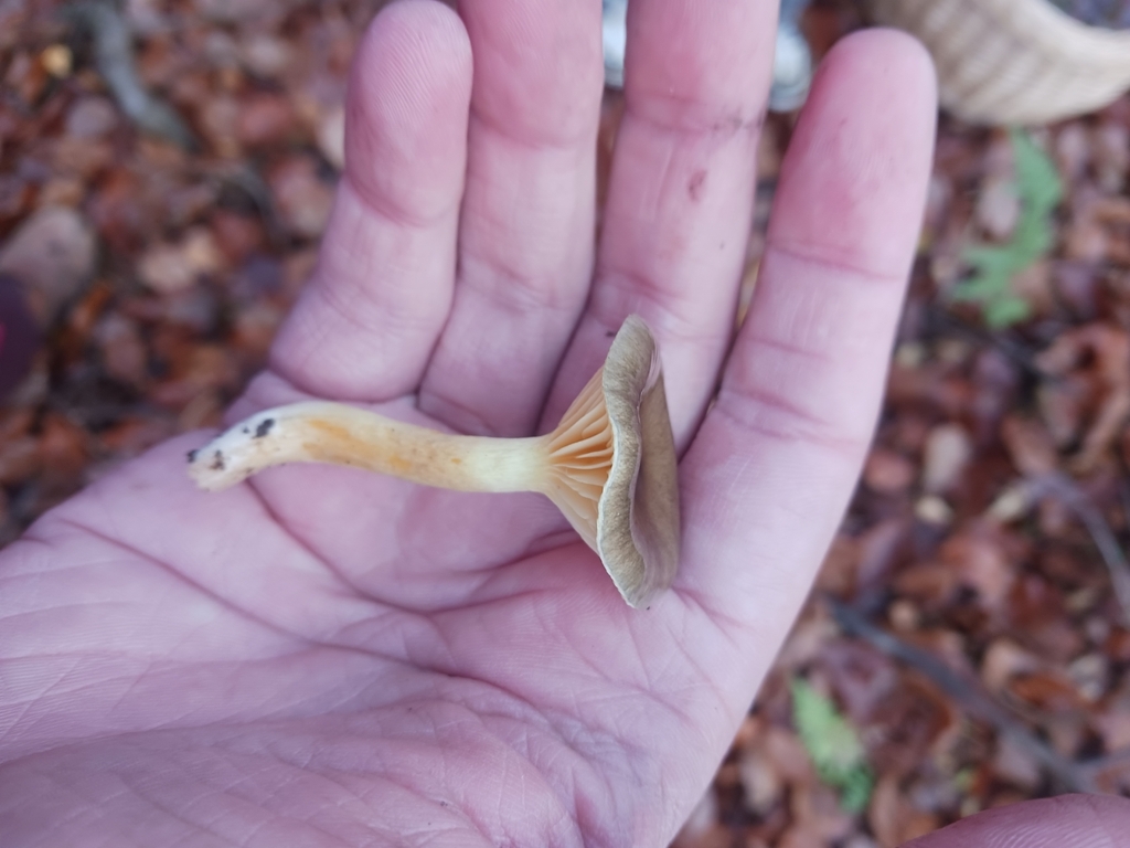 Hygrophorus hypothejus · November 2025 · photo: © mangoblatt (iNaturalist, cc0)
