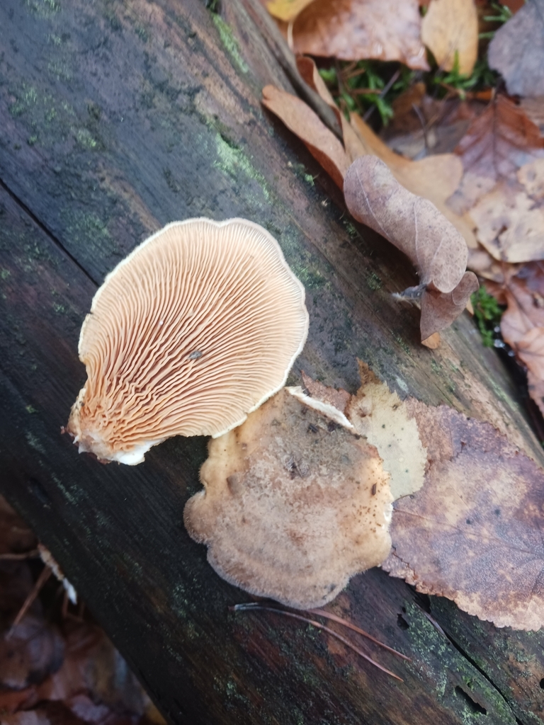Tapinella panuoides · November 2025 · photo: © mangoblatt (iNaturalist, cc0)