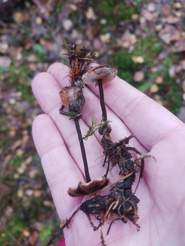 Auriscalpium vulgare · November 2025 · photo: © mangoblatt (iNaturalist, cc0)