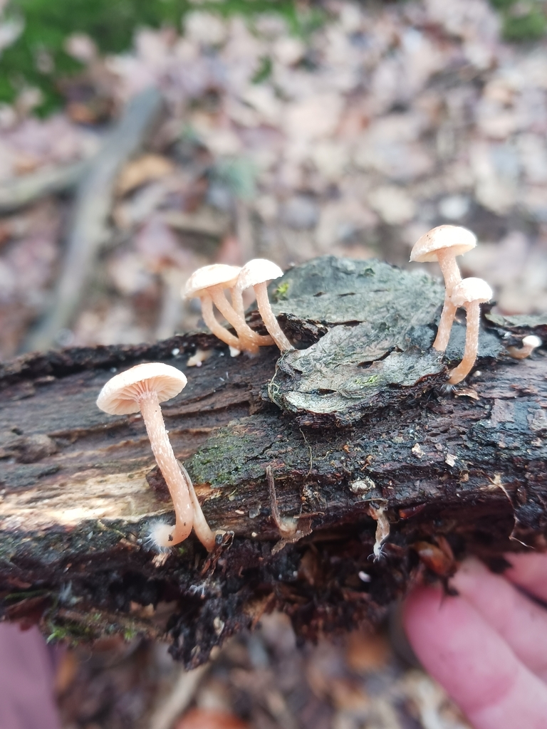 Tubaria conspersa · November 2025 · photo: © mangoblatt (iNaturalist, cc0)