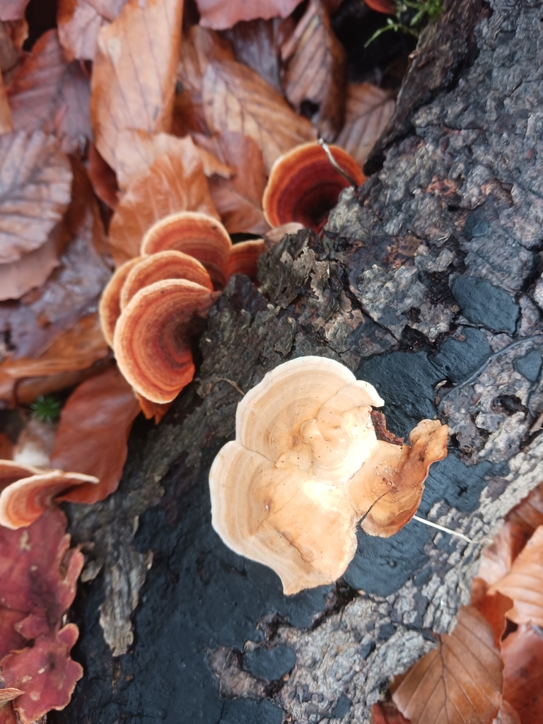 Stereum insignitum · November 2025 · photo: © mangoblatt (iNaturalist, cc0)