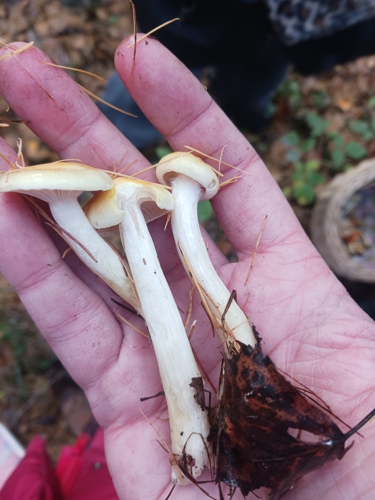 Hygrophorus lucorum · November 2025 · photo: © mangoblatt (iNaturalist, cc0)