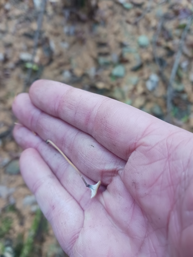 Rickenella swartzii · November 2025 · photo: © mangoblatt (iNaturalist, cc0)