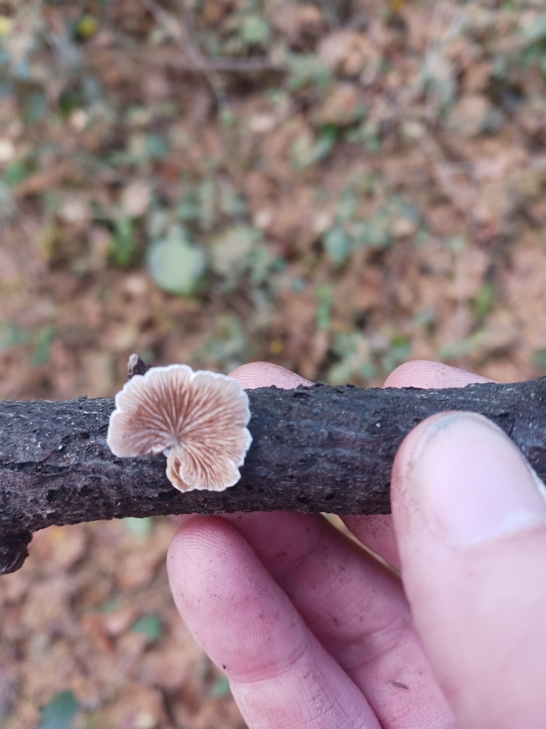 Crepidotus cesatii