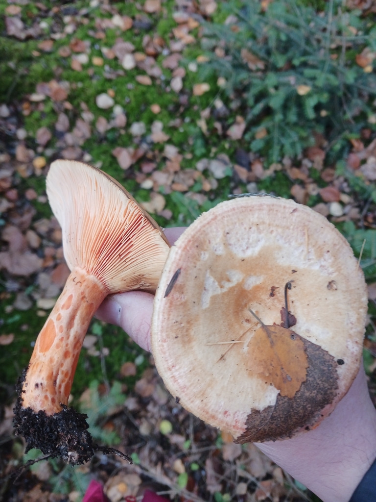 Lactarius salmonicolor