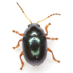 Brachypnoea lecontei