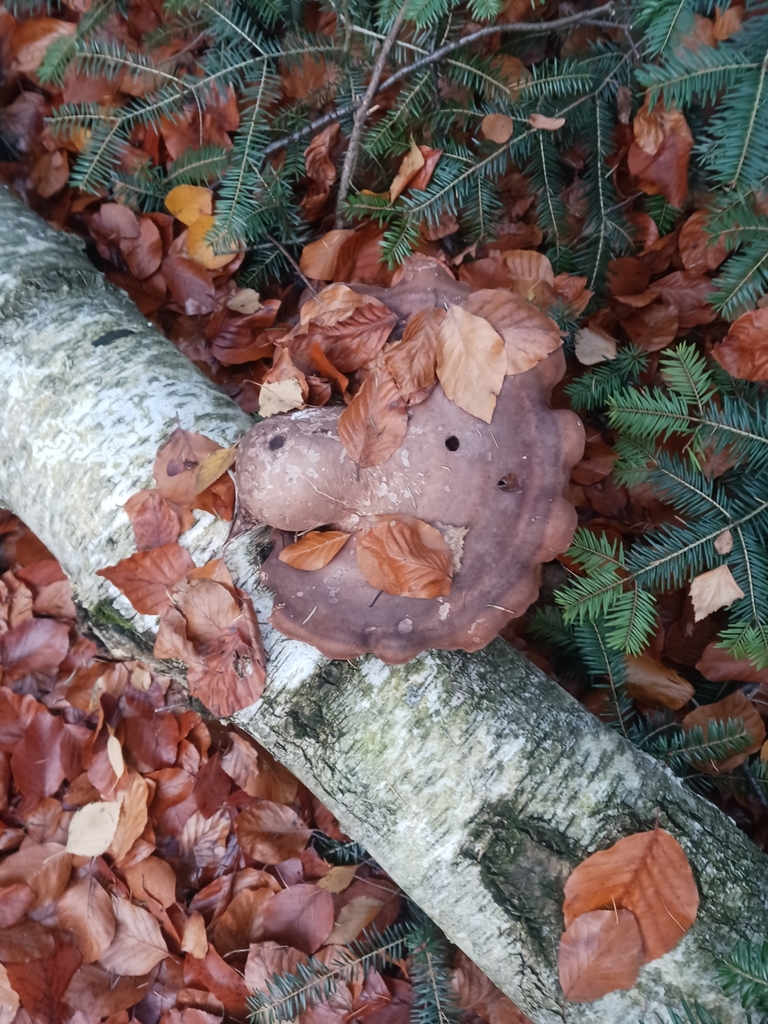 Fomitopsis betulina · November 2025 · photo: © mangoblatt (iNaturalist, cc0)