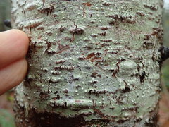 Pertusaria subambigens