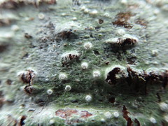 Pertusaria subambigens