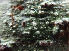 Pertusaria subambigens