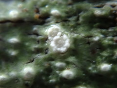 Pertusaria subambigens