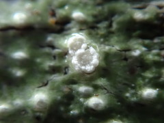 Pertusaria subambigens