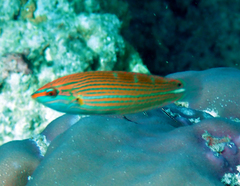 Indian Ocean Pinstriped Wrasse photo 1