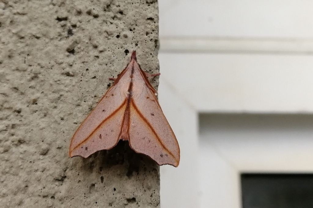 Bharetta cinnamomea from 中国陕西省汉中市佛坪县 on April 12, 2018 at 08:21 AM by ...