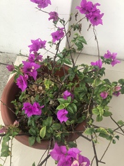 Bougainvillea