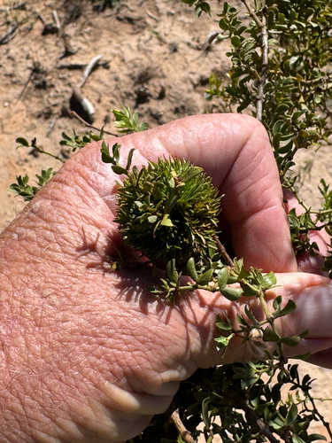Unknown species found near Huachuca City, AZ, US