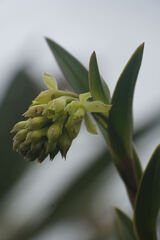 Epidendrum zipaquiranum