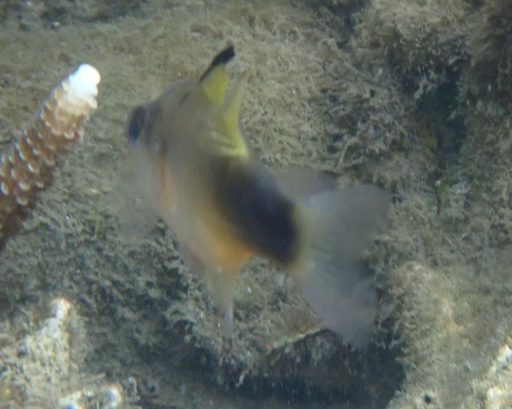 Half-barred cardinalfish (Fibramia thermalis) — Apogonidae