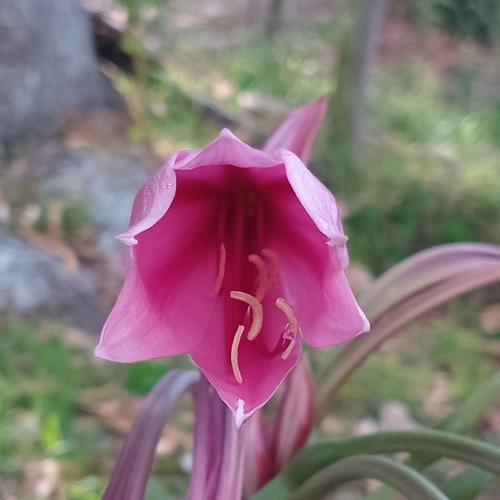 Crinum bulbispermum, photograph 4