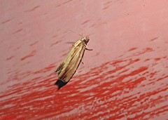 Eucosma radiatana