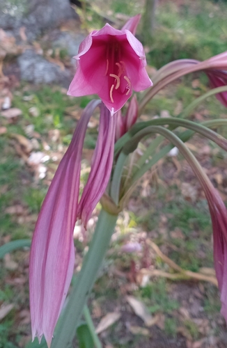 Crinum bulbispermum, photograph 5