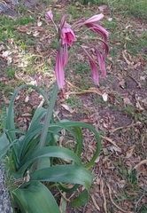 Crinum bulbispermum, photograph author not stated, no rights reserved