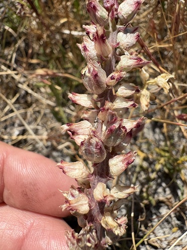 Vlei Viooltjie (Lachenalia contaminata)