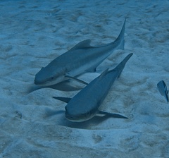 Cobia photo 2