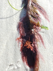 Microcladia coulteri