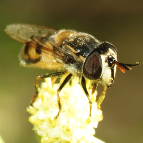 Unknown species found near Rillito, Tucson, AZ, USA