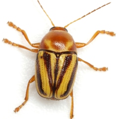Cryptocephalus venustus