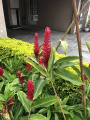 Alpinia purpurata