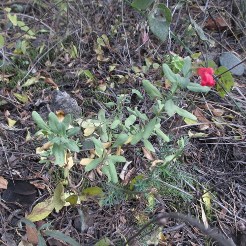 Salvia greggii