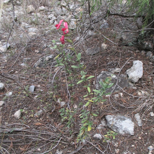 Autumn Sage (Salvia greggii)