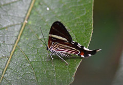Erateina staudingeri