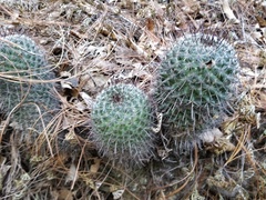 Mammillaria rekoi