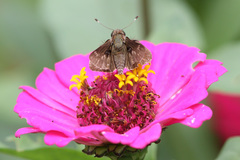 Lepidoptera