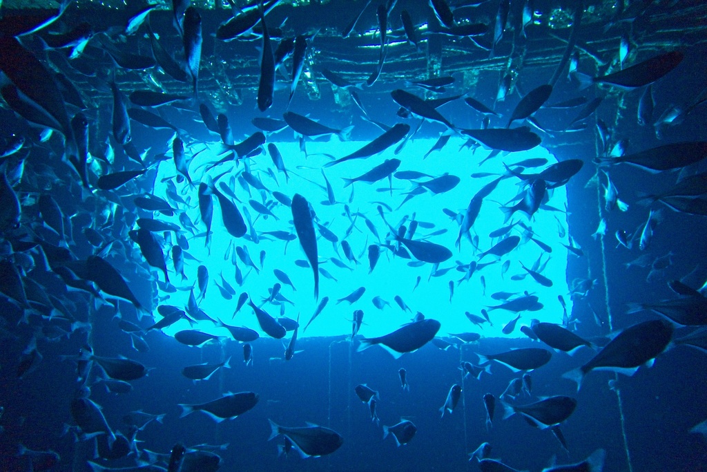 Immagine rappresentativa del genere Pempheris