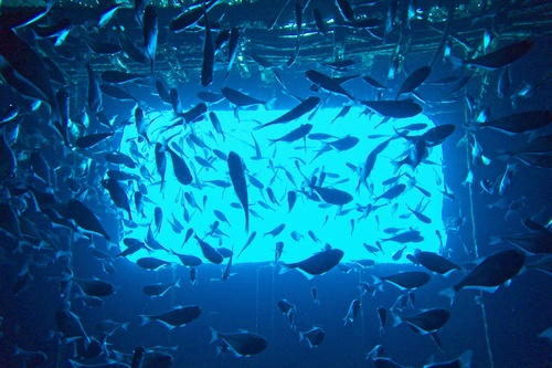 Copper sweeper (Pempheris schomburgkii) — Pempheridae — 3