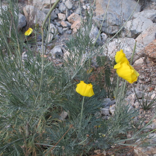 Mexican tulip poppy (Hunnemannia fumariifolia)