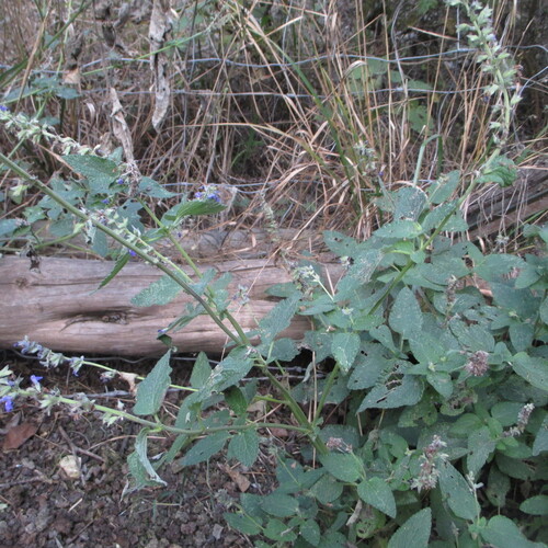 Salvia urolepis, photograph 1