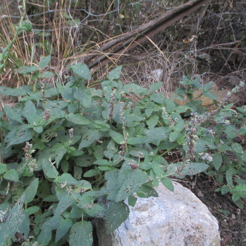 Salvia urolepis, photograph 2
