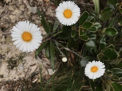 Celmisia spectabilis