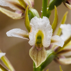 Prasophyllum tunbridgense
