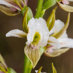 Prasophyllum tunbridgense