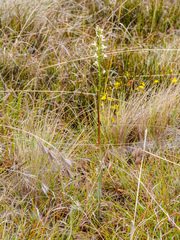 Prasophyllum tunbridgense