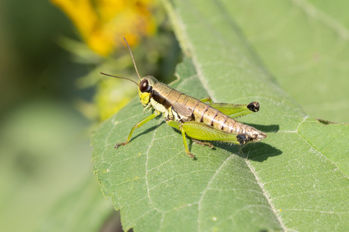 Graceful Grasshopper photo 2