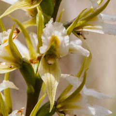 Prasophyllum tunbridgense